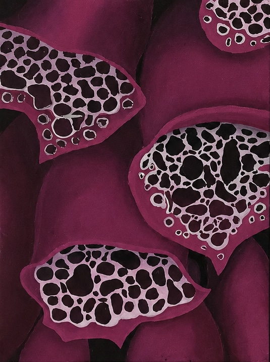 Fox gloves